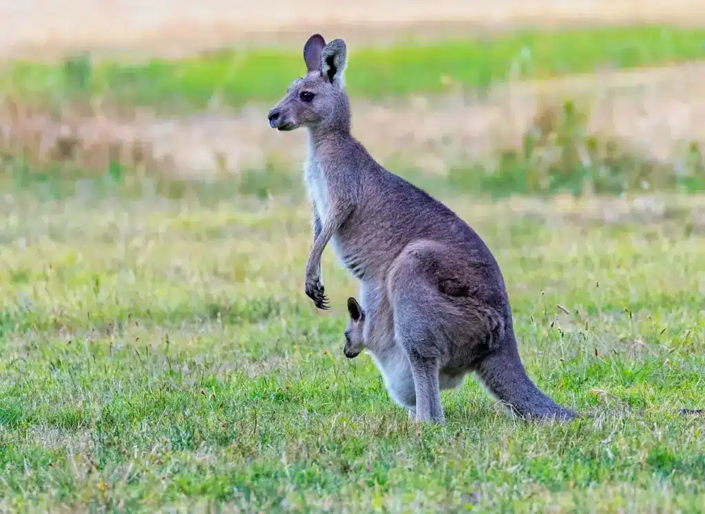 Kangaroo Facts on the Grass