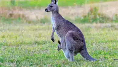 Kangaroo Facts on the Grass