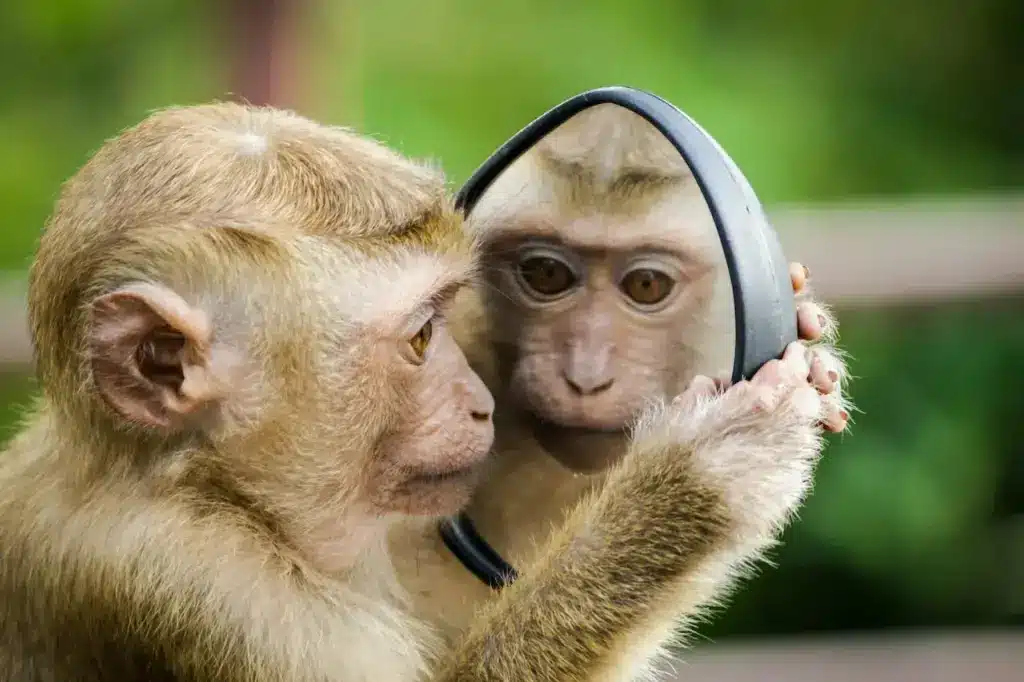 Monkey Looking On A Mirror