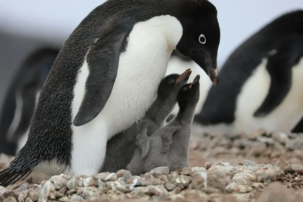 Mother Penguin Feeding Her Babies