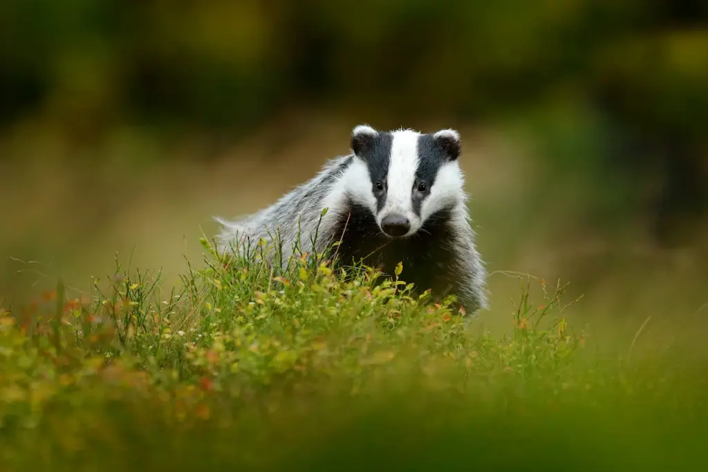 Badger in Forest. Rain Forest Mammals