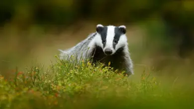 Badger in Forest. Rain Forest Mammals