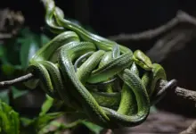 Rain Forest Snakes, Tangle Of Geen Snakes Around The Branch