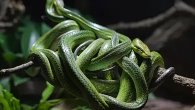 Rain Forest Snakes, Tangle Of Geen Snakes Around The Branch