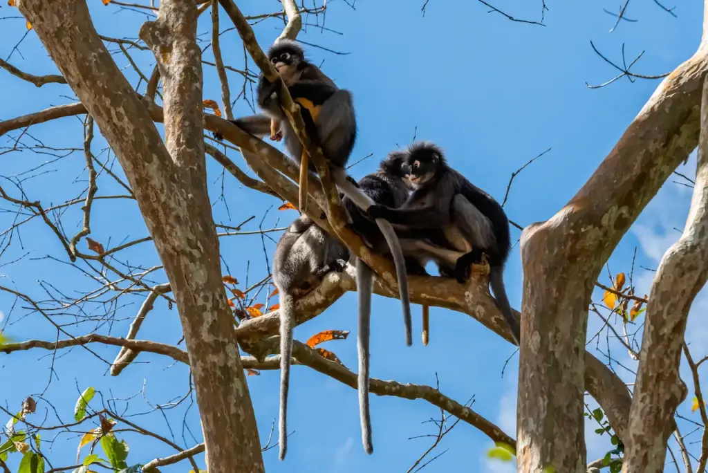 Rainforest Monkeys on the Tree Resting