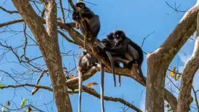 Rainforest Monkeys on the Tree Resting