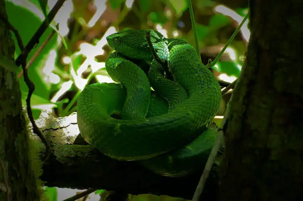 Side-striped Palm Pit Viper 