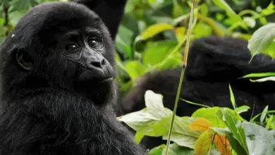 Facts on Gorillas Close Up Image