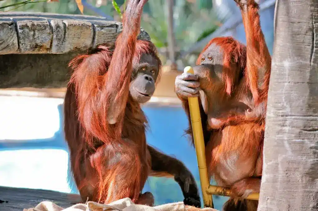 Facts on Orangutans.