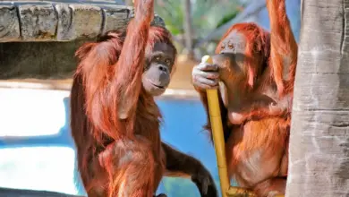 Facts on Orangutans.