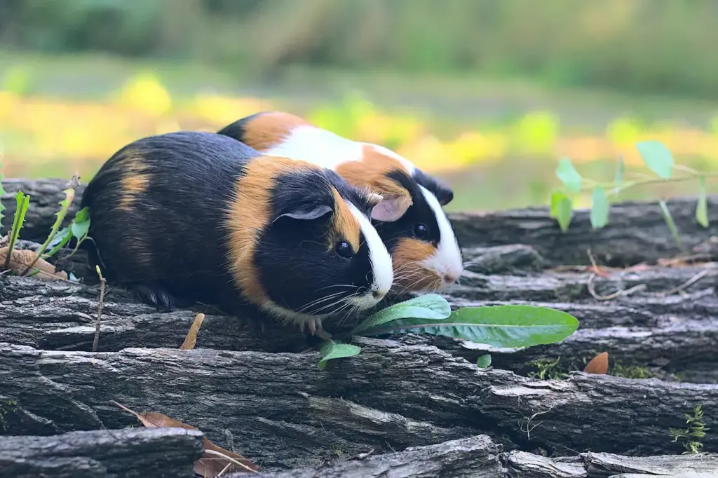 Guinea Pigs on a Wooden Log 