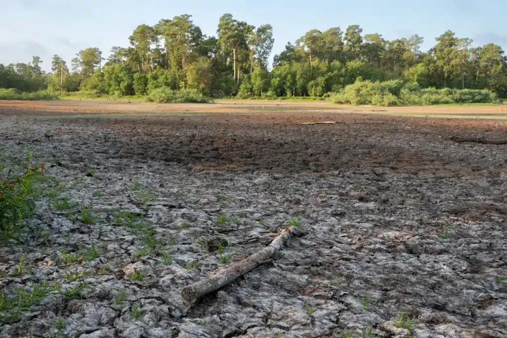 Heat Hurts Texas Wildlife