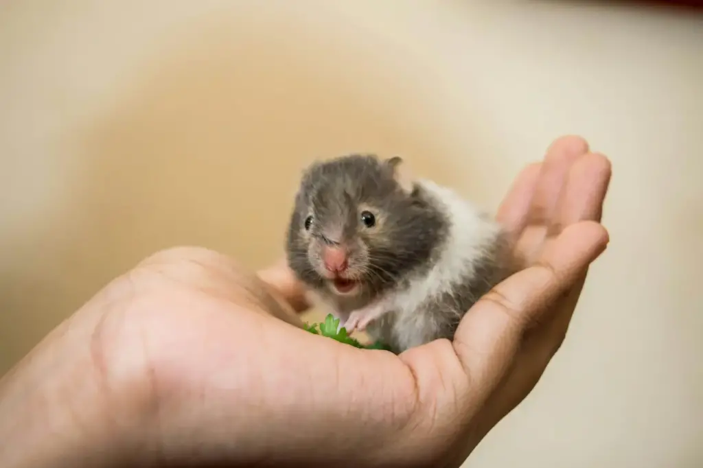 Saving Wild Hamsters on the Palm of Hands