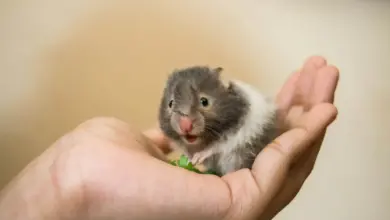 Saving Wild Hamsters on the Palm of Hands