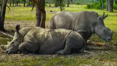 Two Rhinos Resting A Terrible Year For Rhinos
