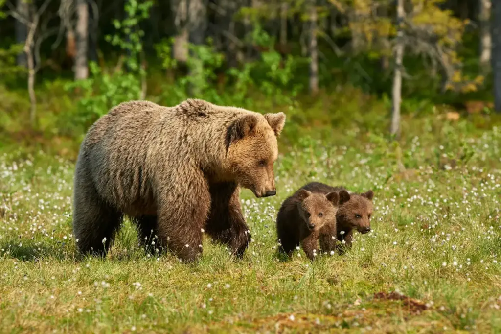 Animals Saved by The U.S