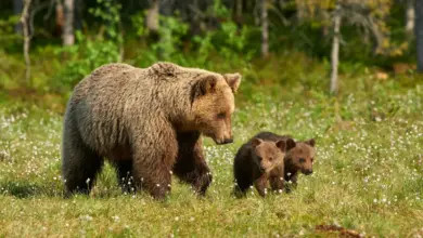 Animals Saved by The U.S