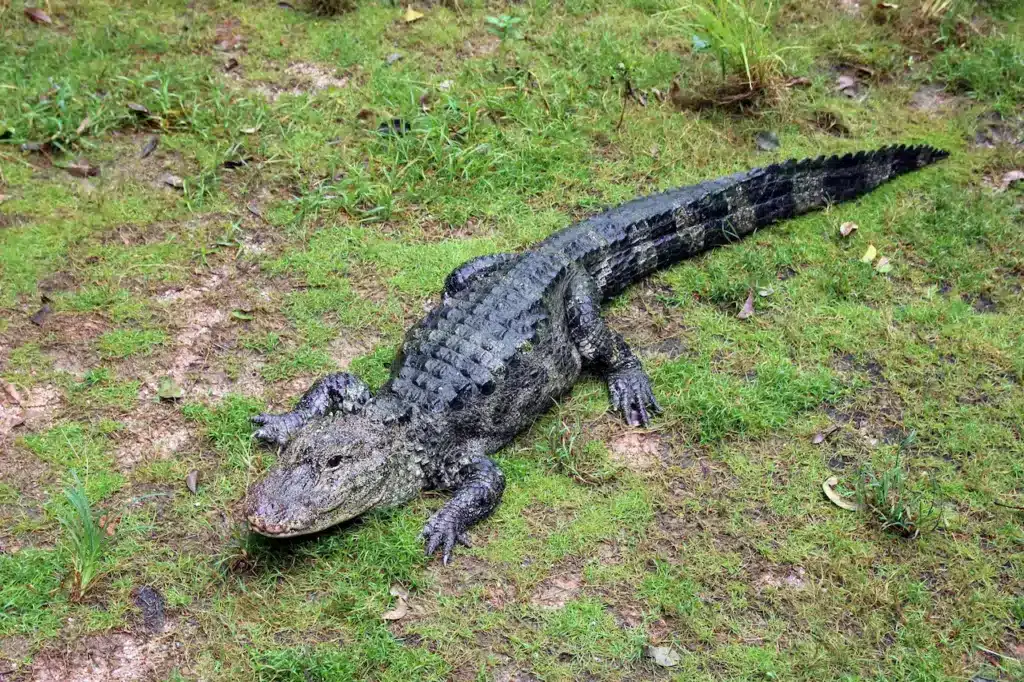 Chinese Alligator