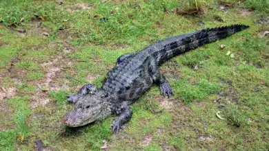 Chinese Alligator
