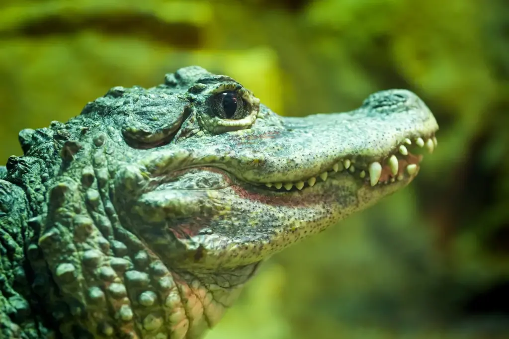 Closeup Image of Chinese Alligator 
