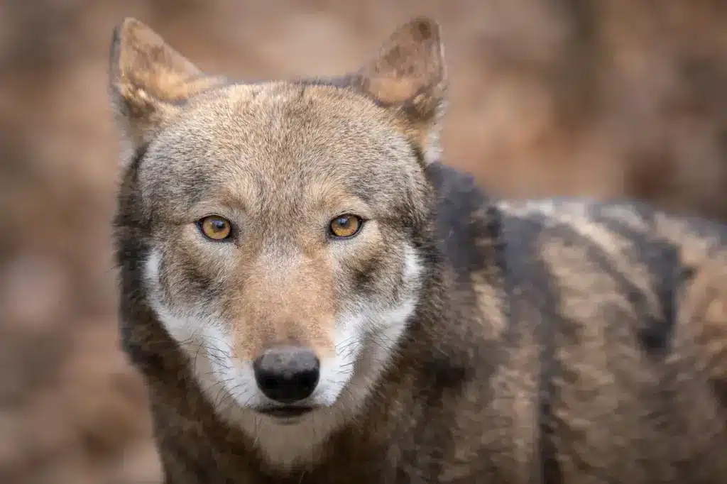 Close Up Image of Eastern Red Wolves 