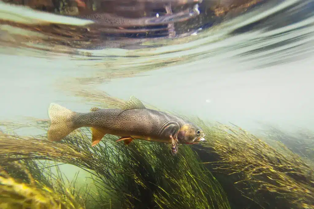 Cutthroat Trout Reappear Extinct Species Rediscovered