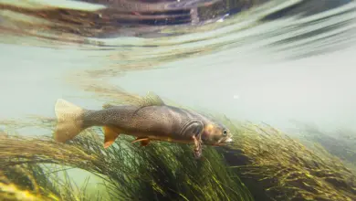 Cutthroat Trout Reappear Extinct Species Rediscovered