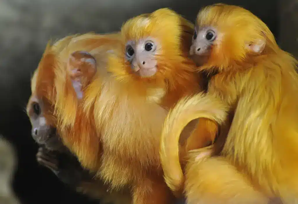 Golden Lion Tamarin Saved From Extinction