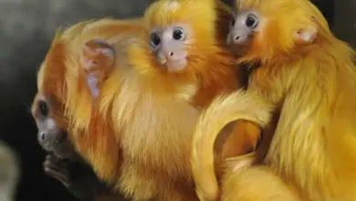 Golden Lion Tamarin Saved From Extinction