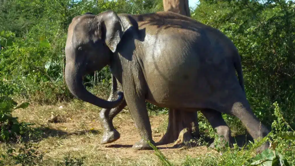 How Long Do Elephants Stay Pregnant