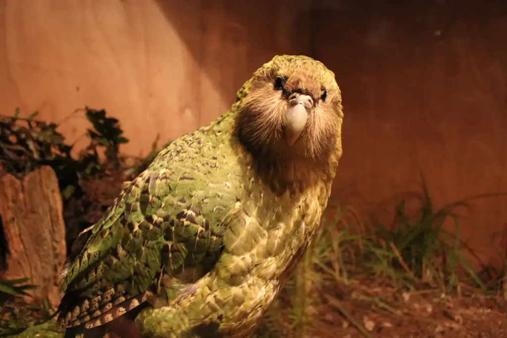 Closeup Image of Kakapo Parrot