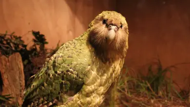 Closeup Image of Kakapo Parrot