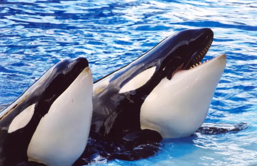 Two Killer Whales  Waiting for a Snack