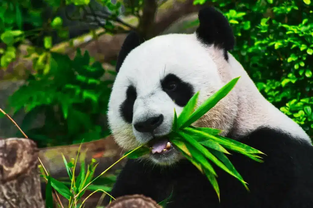 Panda Saved From Extinction