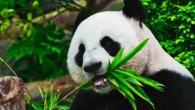 Panda Saved From Extinction
