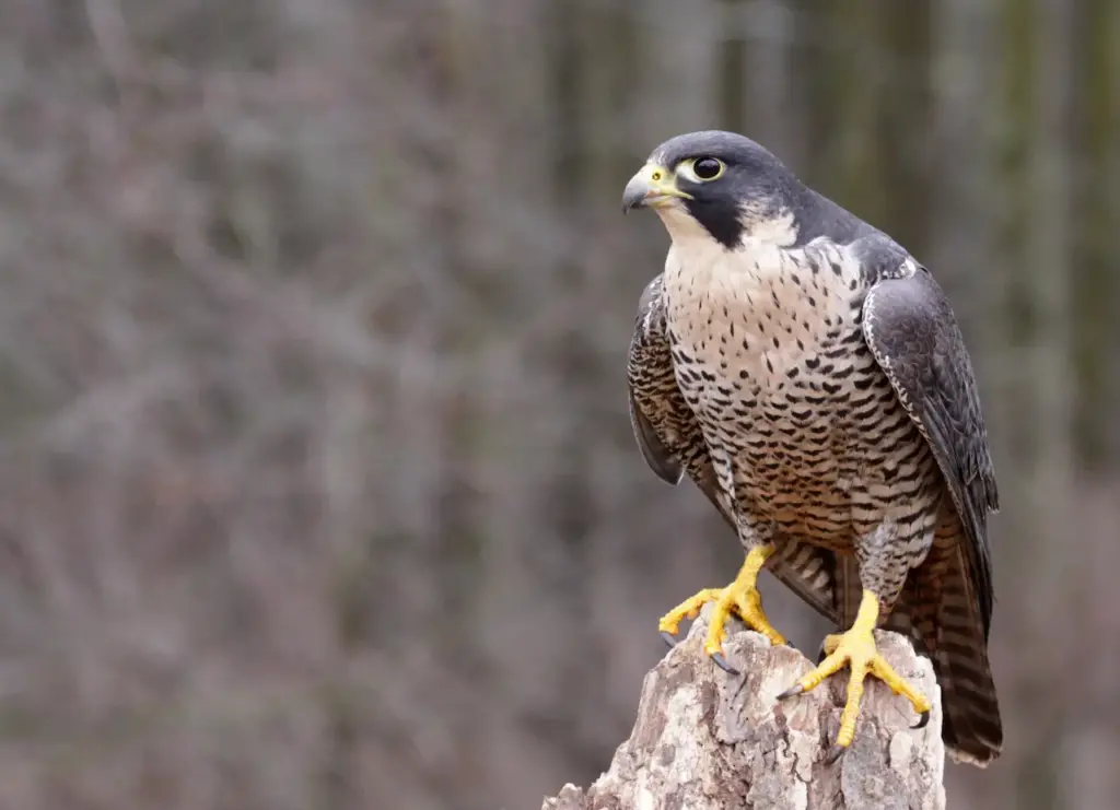 Peregrine Falcon Resting on a Branch 