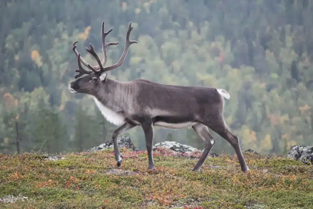 Reindeer Walking on the Ground 