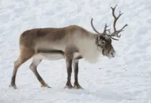 Ren on a Snow Reindeer Hurt By Climate Change