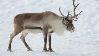Ren on a Snow Reindeer Hurt By Climate Change