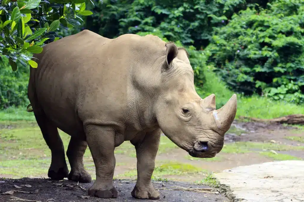 Rhinos Walking on the Ground 