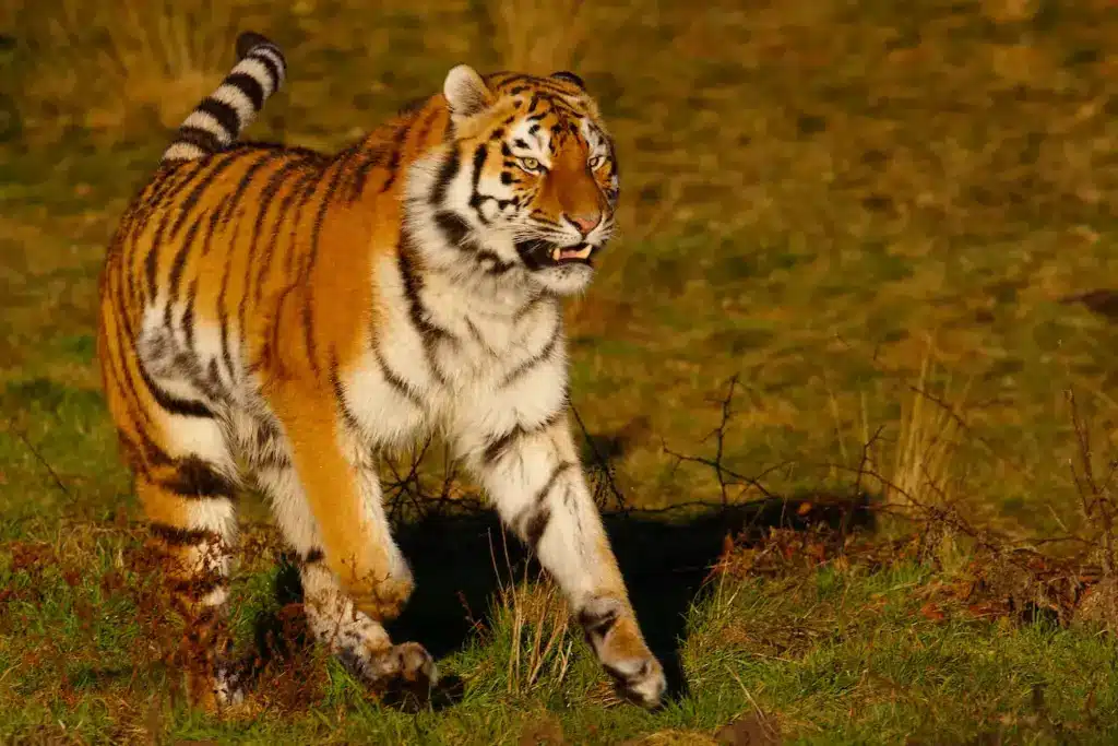 Siberian Tiger on the Run