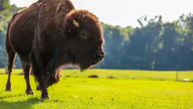 The Bison Saved From Extinction