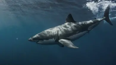 Great White Shark Underwater. The Most Dangerous Shark