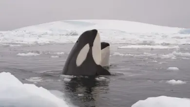 The Whales Saved From Extinction