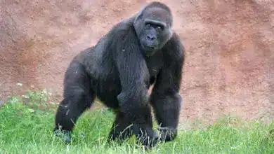 Western Lowland Gorilla