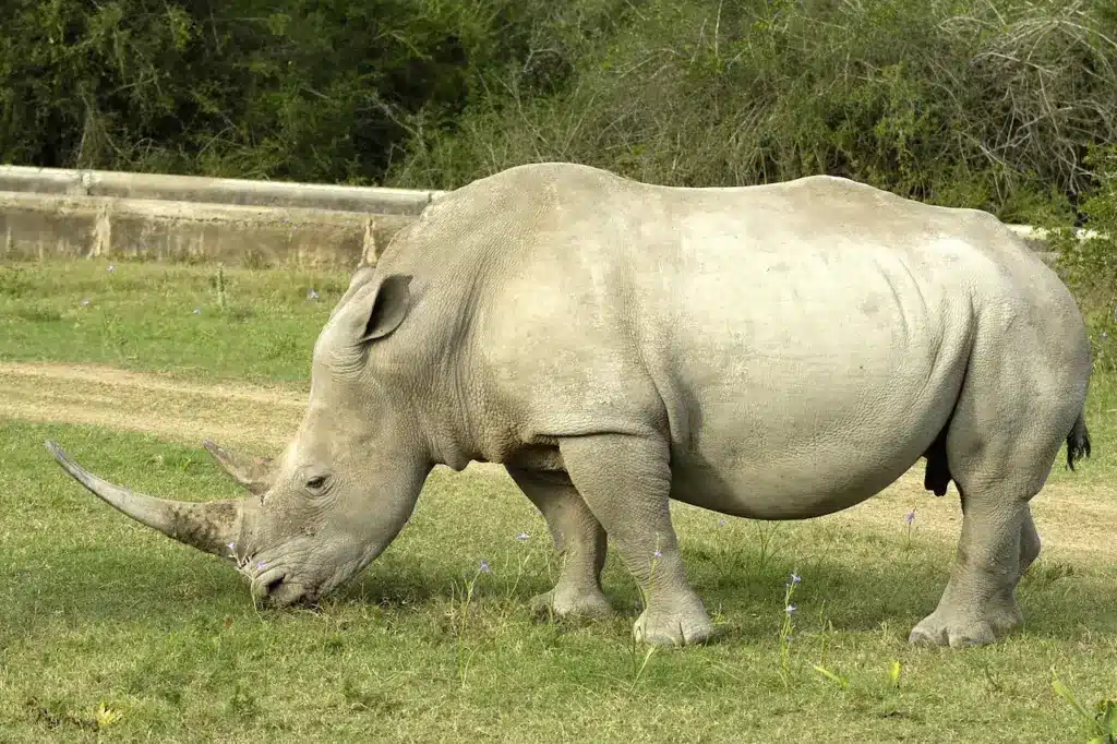 White Rhino Saved From Extinction