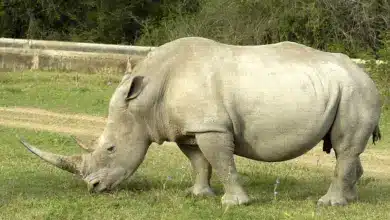 White Rhino Saved From Extinction
