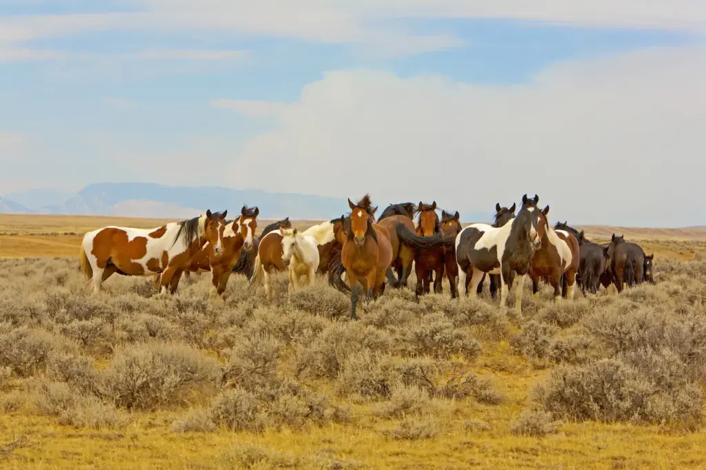 Wild Horse Saved From Extintion