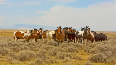 Wild Horse Saved From Extintion