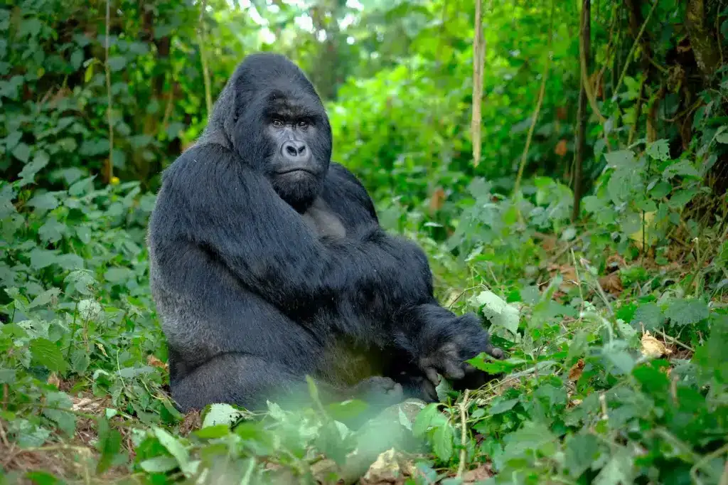 Mountain Gorilla Sitting on the Forest Endangered Species List 2012